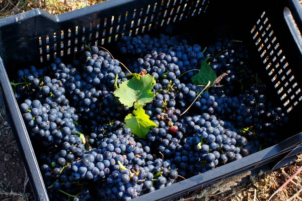 Vendemmia - grape harvest in a vineyard — Stock Photo, Image