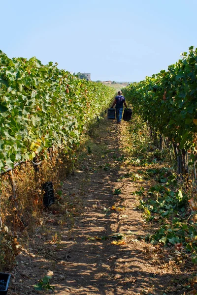 Lavoratore che porta casse durante il raccolto in un vigneto — Foto Stock