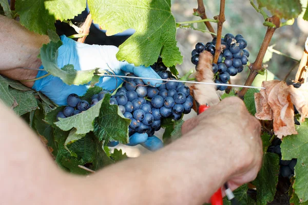 Hombre cortando uvas con tijeras —  Fotos de Stock