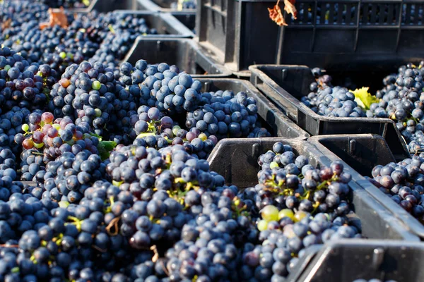 Vendemmie-sklizeň hroznů v vinici — Stock fotografie