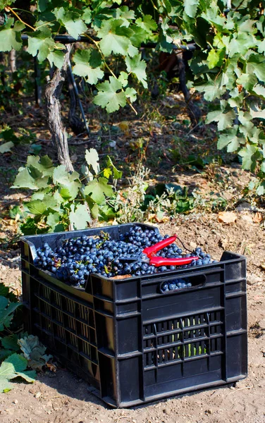 Vendemmia - colheita de uvas numa vinha — Fotografia de Stock
