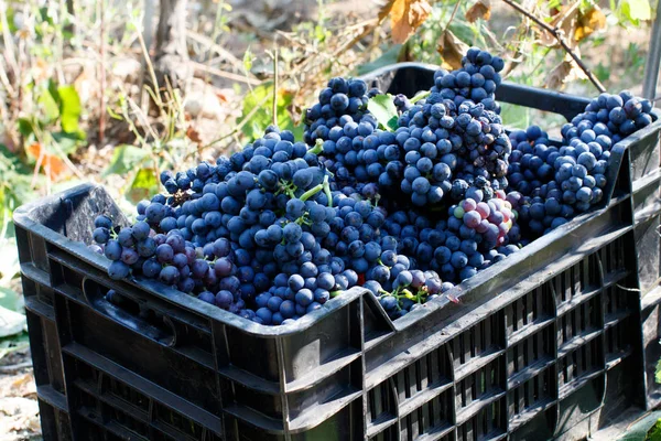 Vendemmia - colheita de uvas numa vinha — Fotografia de Stock