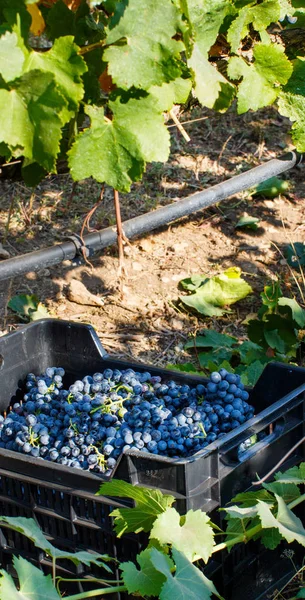 Vendemmie-sklizeň hroznů v vinici — Stock fotografie
