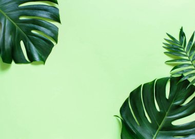 Tropikal monstera ve palmiye yeşil bir arka plan üzerinde yaprakları