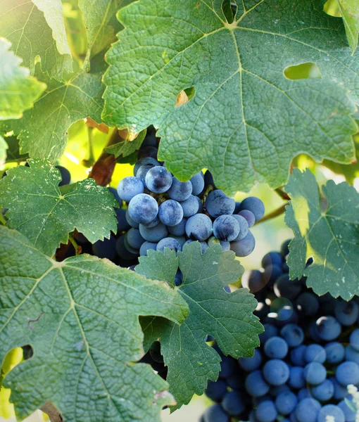 Fioletowe winogrona na roślinach — Zdjęcie stockowe