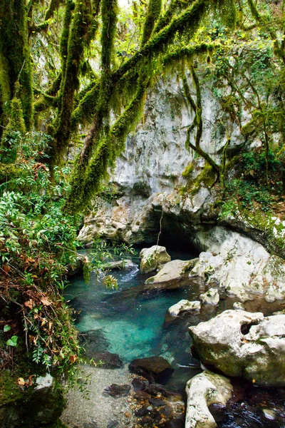 Moss garden in the natural reserve of Morigerati — Stock Photo, Image