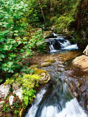 Morigerati doğal rezerv Bussento Deresi
