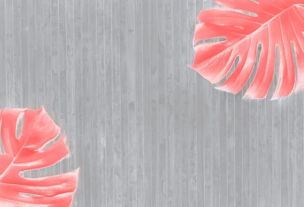 Tropische achtergrond met roze Monstera bladeren op een grijze achtergrond — Stockfoto