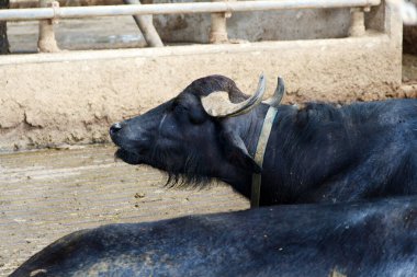 Bizon yetiştiriciliği, Campania, İtalya