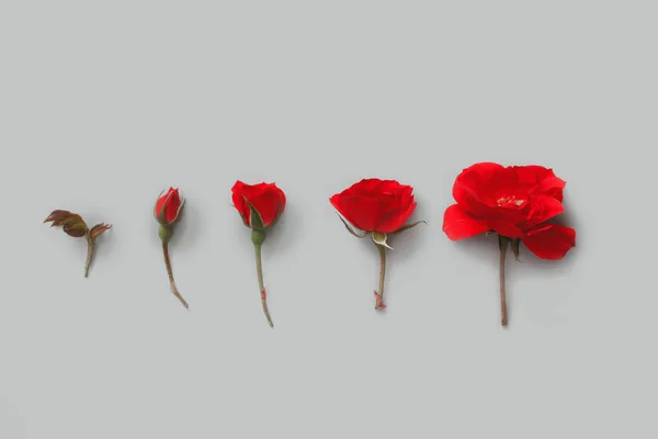 Cinq Roses Rouges Sur Fond Gris Vue Dessus — Photo
