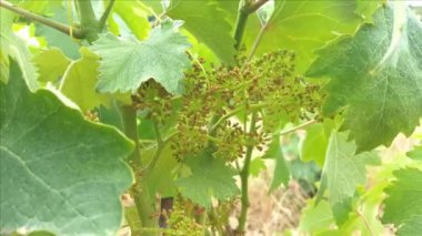 Güney İtalya üzüm bağlarında üzüm ve taze yapraklar.