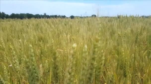 Campo de amadurecimento trigo close-up — Vídeo de Stock