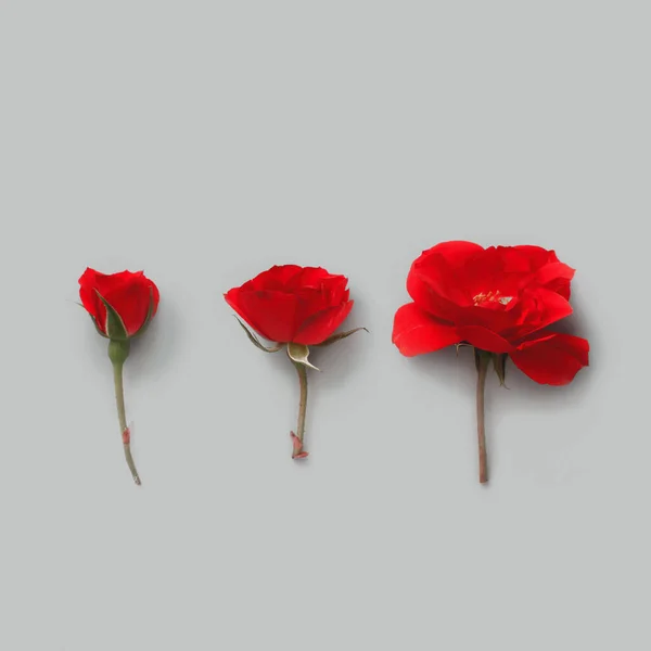 Trois Roses Rouges Sur Fond Gris Vue Dessus — Photo