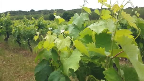 Kwiaty winorośli i młodych liści w południowych włoskich winnicach — Wideo stockowe
