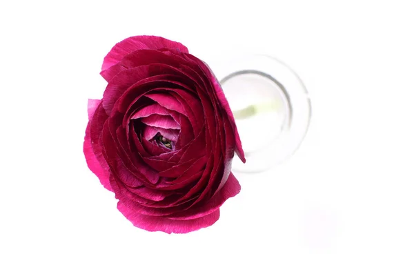 Composition Printanière Avec Une Fleur Ranunculus Rose Dans Une Bouteille — Photo