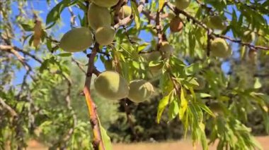 Badem ağacının yeşil bademli dalı