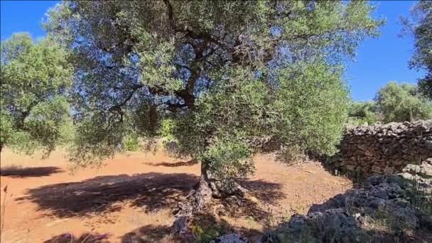 아풀리아의 시골 지역에서 바라본 올리브 나무들 — 비디오