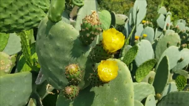 Stekelige peer cactus bloemen close-up — Stockvideo