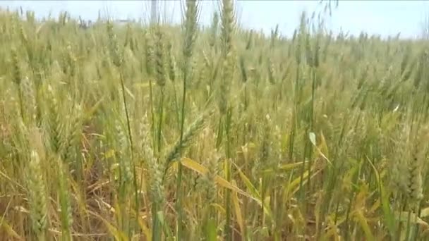 Feld des reifenden Weizens aus nächster Nähe — Stockvideo