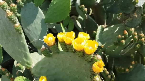 Колючие грушевые цветы кактуса закрываются — стоковое видео
