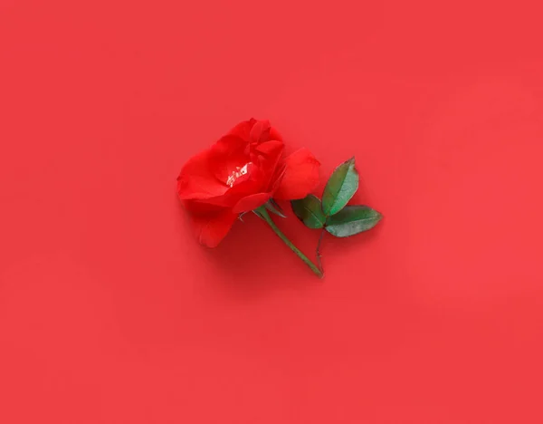 Červená Růže Květina Červeném Pozadí Horní Pohled — Stock fotografie