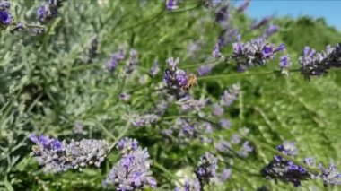 Lavanta çiçeklerinin üzerindeki arıya yakın çekim