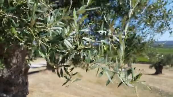 Tak van olijfboom met kleine olijven in juni — Stockvideo