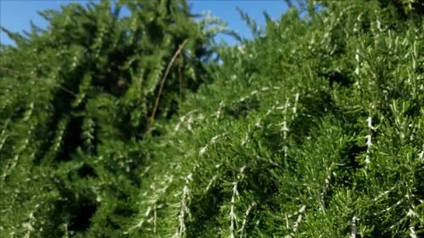Rosemary plant in herb garden close up — Stock Video