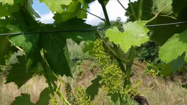 Flowers of vine and young leaves in a south italian vineyards — Stock Video