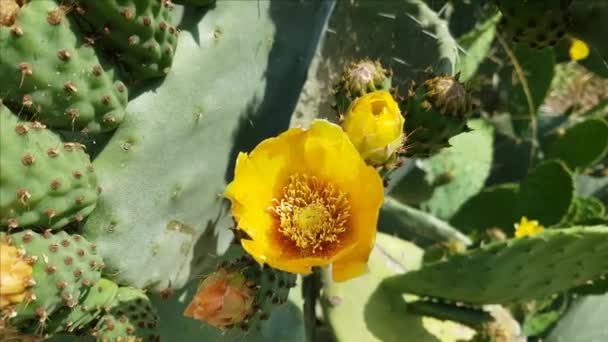 Flores de cactus de pera espinosa de cerca — Vídeos de Stock