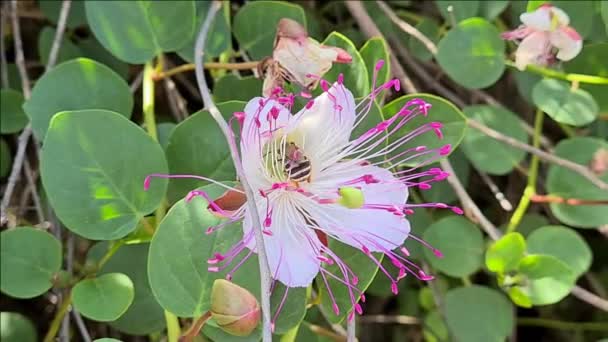 Honey bee on a Caper flower close up — Stok Video