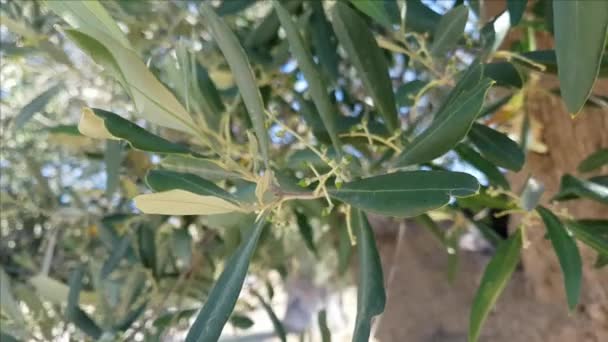 Tak van olijfboom met kleine olijven in juni — Stockvideo