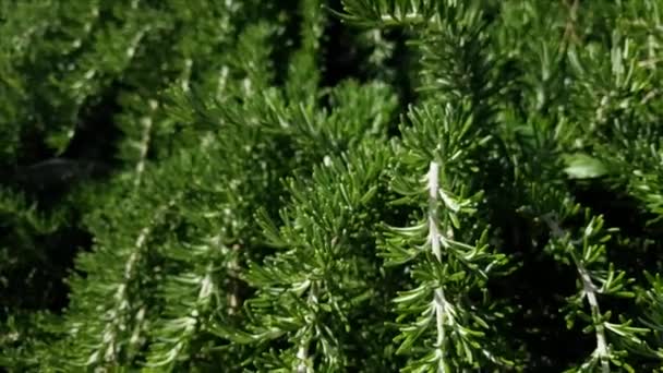 Planta de romero en jardín de hierbas de cerca — Vídeos de Stock