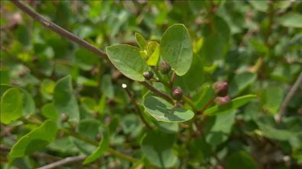 Caper branch with buds on a plant close up — Stock Video