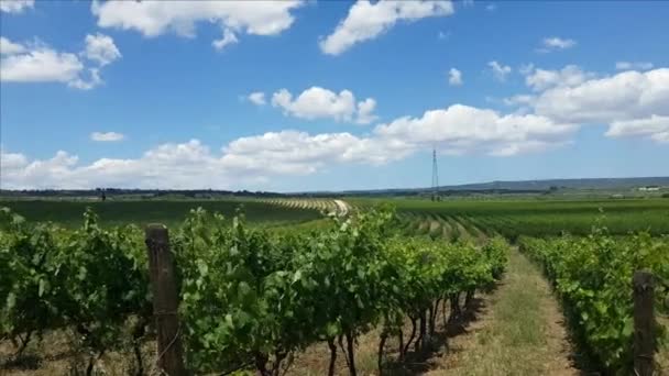 Vignoble panoramique dans le sud de l'Italie