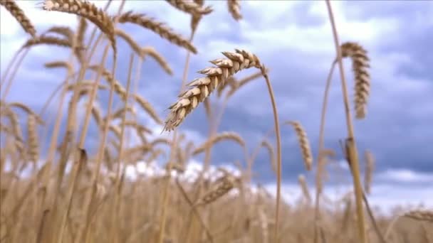 Close up de espigas de trigo maduro e campo — Vídeo de Stock