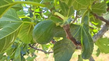 Ağaçların dallarında yeşil incirler