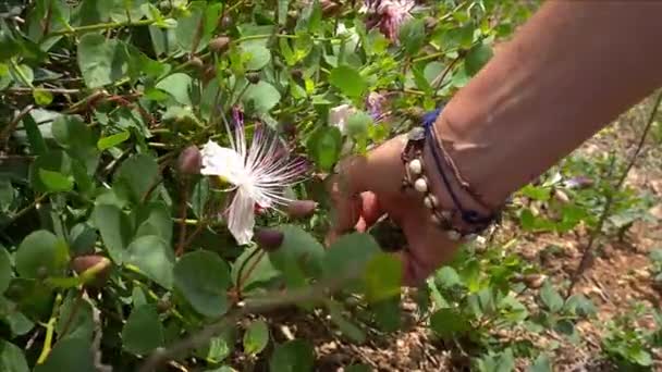 Tangan wanita mengumpulkan tunas Capers dari cabang dekat — Stok Video