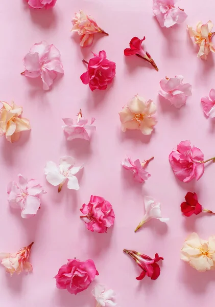 Рожеві Квіти Рожевому Тлі Зверху — стокове фото