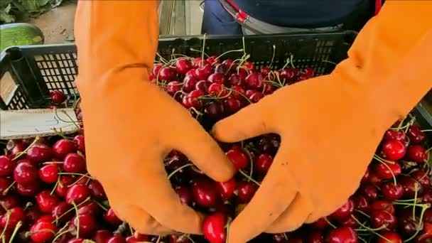 Prodejce třešní na místním farmářském trhu — Stock video