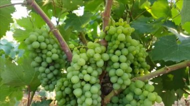 Güney İtalya 'da bir üzüm bağında olgunlaşmamış üzümlere yakın durun.