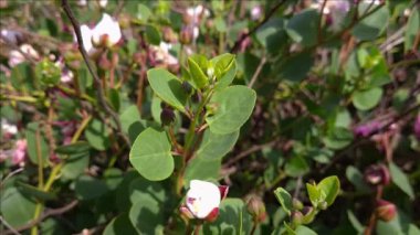 Kapari dalı, tomurcukları ve çiçekleri yakın bir bitkide.