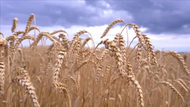 Gros plan des épis et des champs de blé mûr — Video