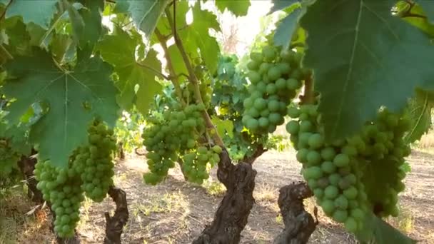 Згорніть виноград з незрілого винограду в південному італійському винограднику. — стокове відео