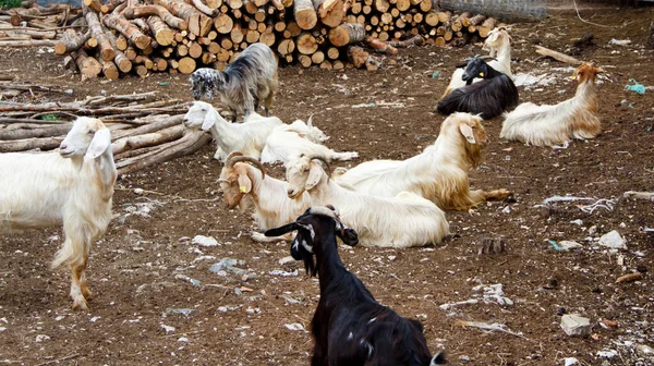 Hausziegen Auf Dem Land Süditalien — Stockfoto