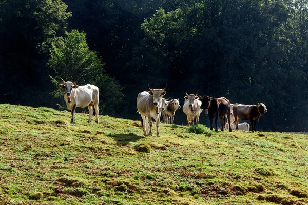 Podolic Cows Pasture Sunrise Campania Region Italy — Stock Photo, Image