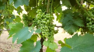 Güney İtalya 'da bir üzüm bağında olgunlaşmamış üzümlere yakın durun.