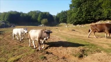 Podolik inekler gün doğumunda otlakta