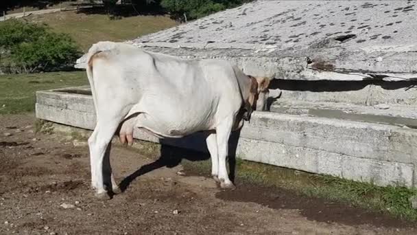 Podolickie krowy pijące w miejscu nawadniania — Wideo stockowe