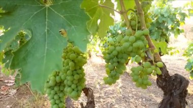 Güney İtalya 'da bir üzüm bağında olgunlaşmamış üzümlere yakın durun.